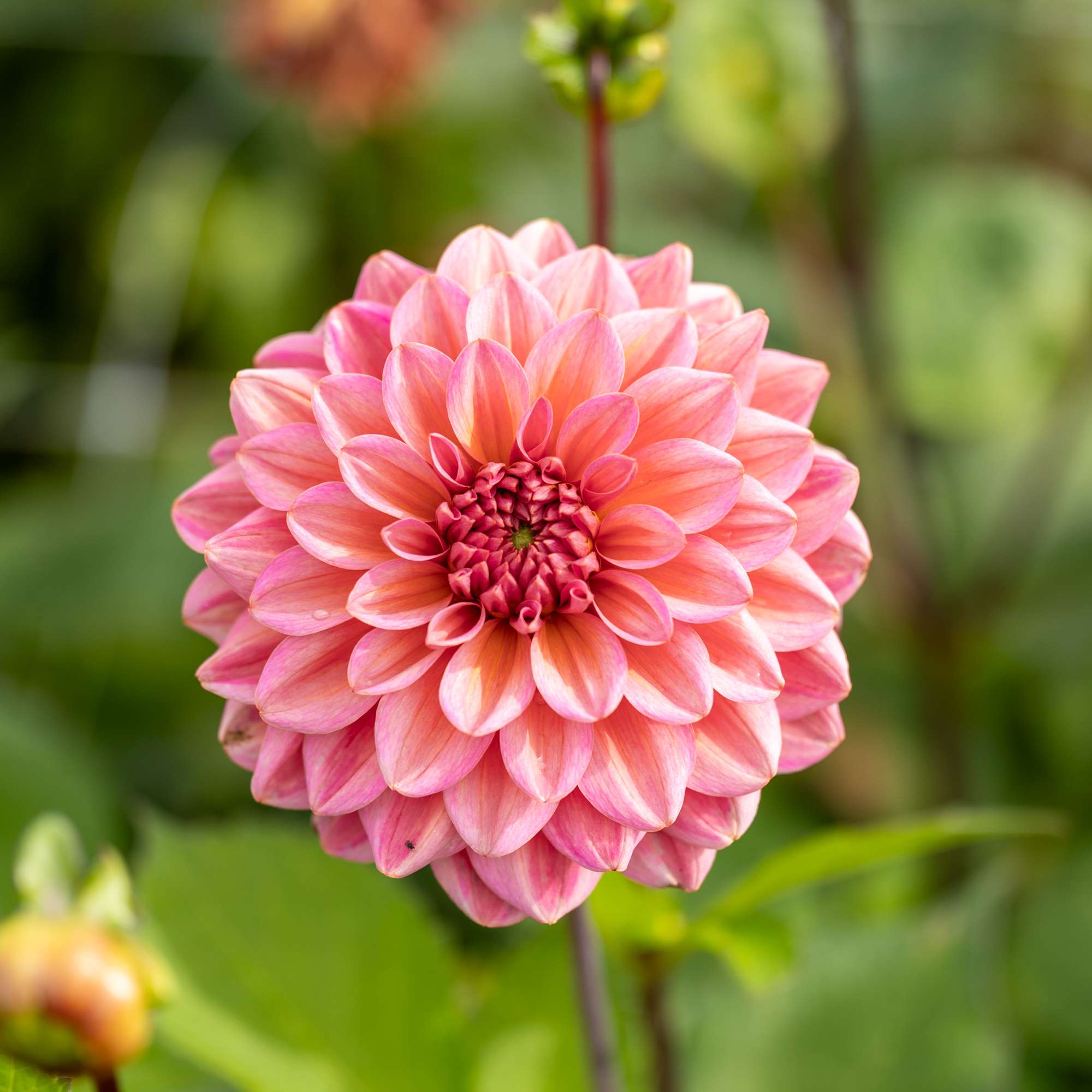Dahlia Salmon Runner